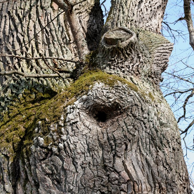 Trollöga på gammal ek (Quercus robur) Vårdsätra, Ekolsnäs Uppsala