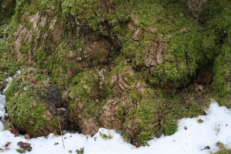 Mossa och knölar på gammal ek (Quercus robur) Vårdsätra sätesgård i Uppsala