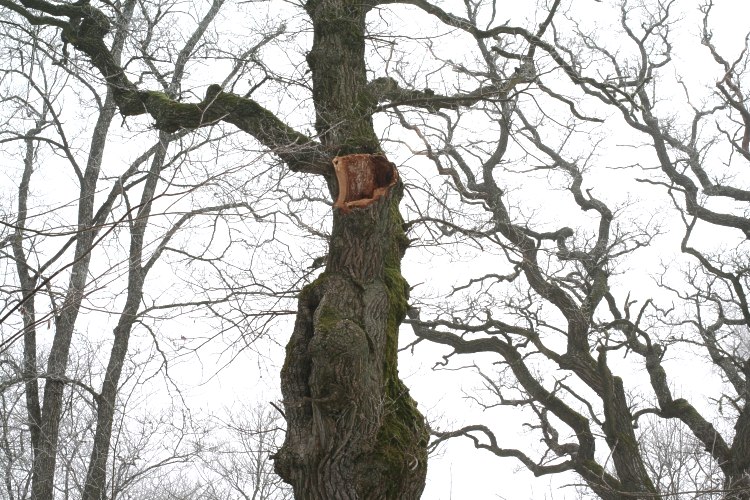 Jätteek Quercus robur vid Vårdsätra sätesgård, Uppsala