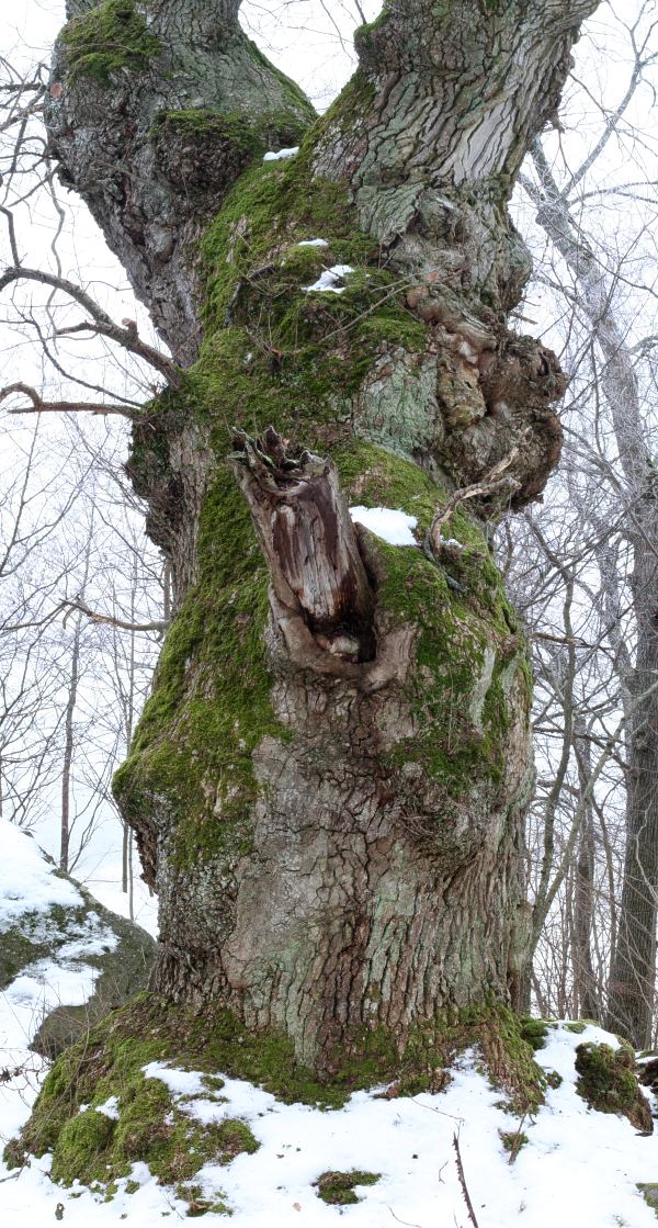 Jätteek, gammal trollek (Quercus robur) vid Vårdsätra sätesgård, Uppsala