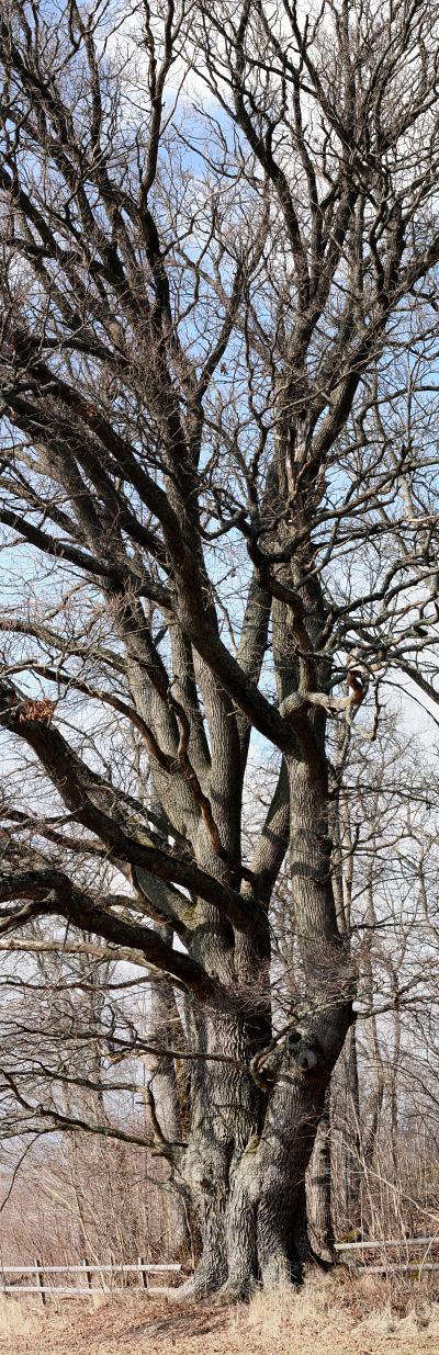 Ekstammar på jätteek, Quercus robur, Vårdsätra naturreservat Uppsala