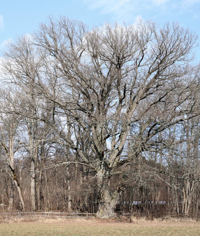 Jätteek, Quercus robur, Vårdsätra strandek