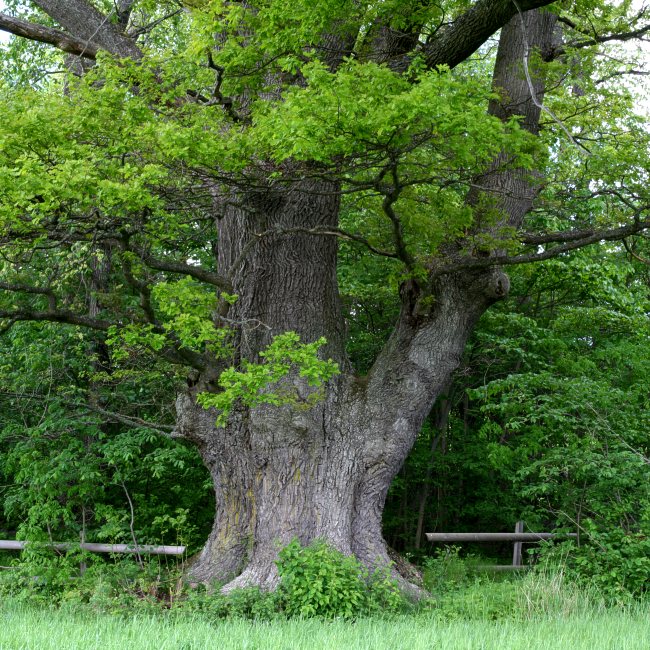 Jätteek, Quercus robur, Vårdsätra naturpark