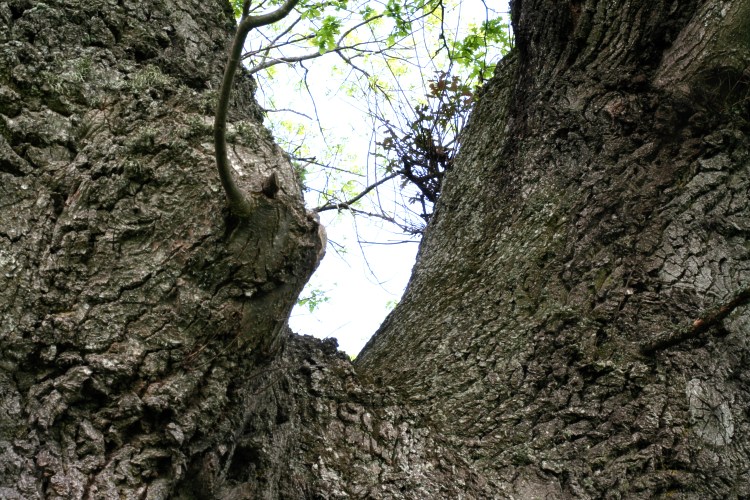 Quercus robur, ekbark