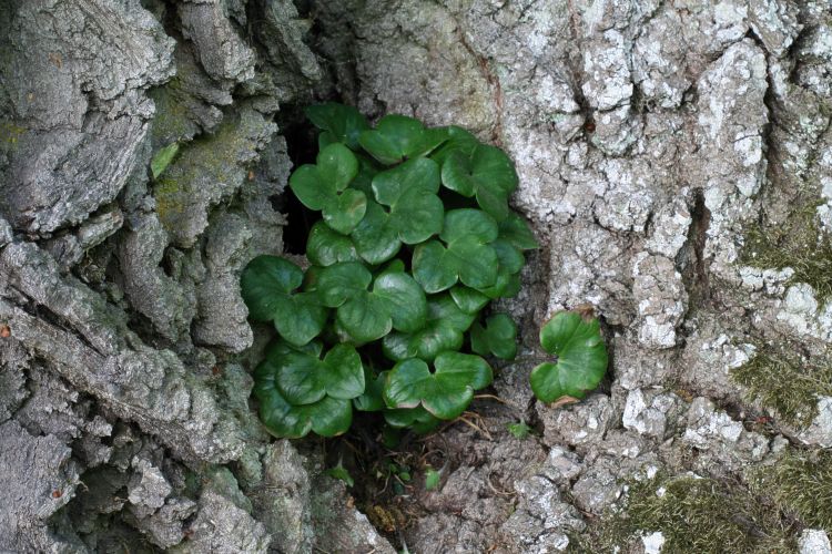 Jätteek (Quercus robur) med blåsippa, Hepatica nobilis