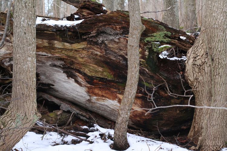 Vårdsätra naturreservat, fallen ekstam