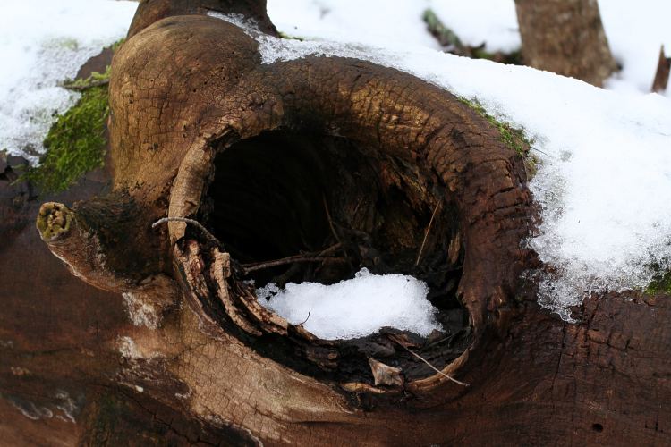 Vårdsätra naturreservat, lega, ihålig murken stam