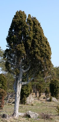 En (Juniperus communis)