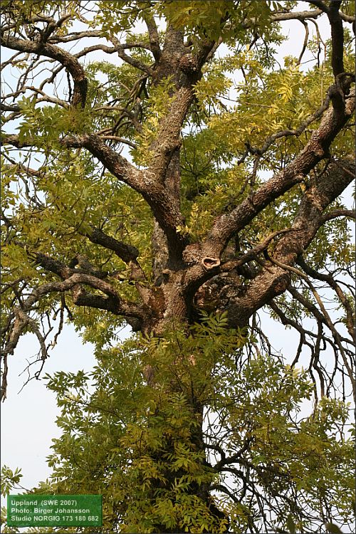 Ask (Fraxinus excelsior)