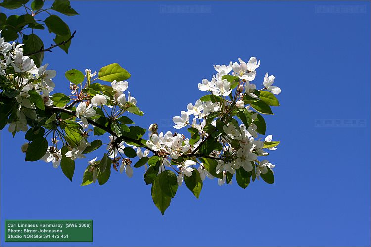 Blommor på Linnés äppelträd