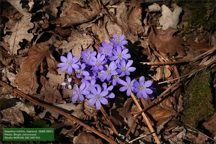 Blåsippor (Hepatica nobilis)