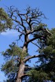 Gammal tall mot blå himmel