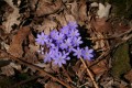 Blåsippor (Hepatica nobilis)