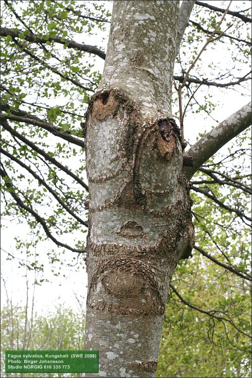 Bok (Fagus sylvatica)