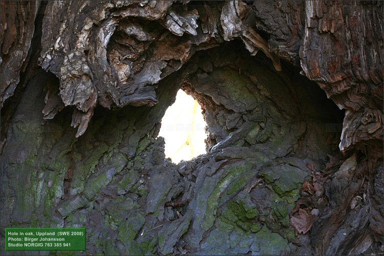 Hål i ek (Quercus robur)