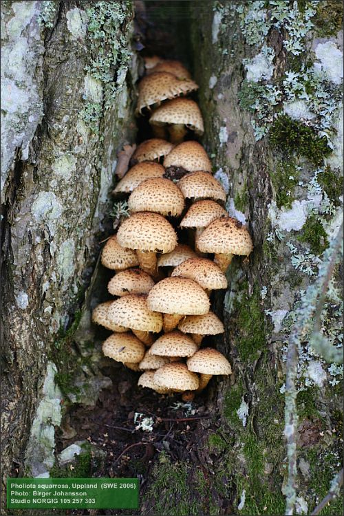 Fjällig tofsskivling (Pholiota squarrosa)