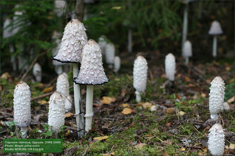 Fjällig bläcksvamp (Coprinus comatus)