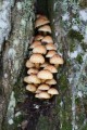 Fjällig tofsskivling (Pholiota squarrosa)