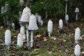 Fjällig bläcksvamp (Coprinus comatus)