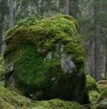 Stenblock med mossa i barrskog