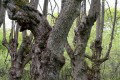 Förvildade parklindar (Tilia vulgaris)