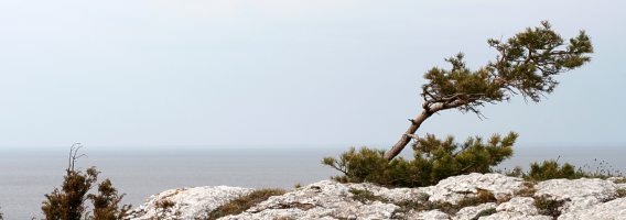 Tall vid havet (Pine by the sea)