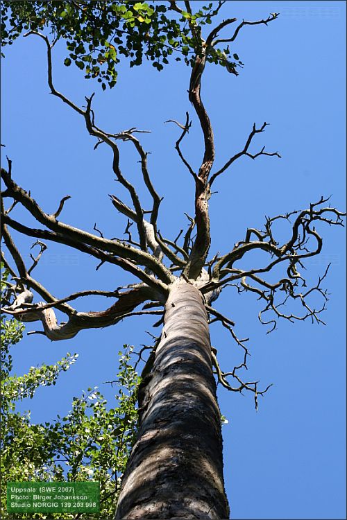 Död tall (Pinus sylvestris)