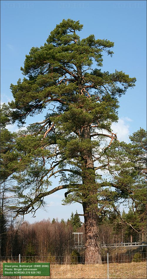 Jättetall (Pinus sylvestris)