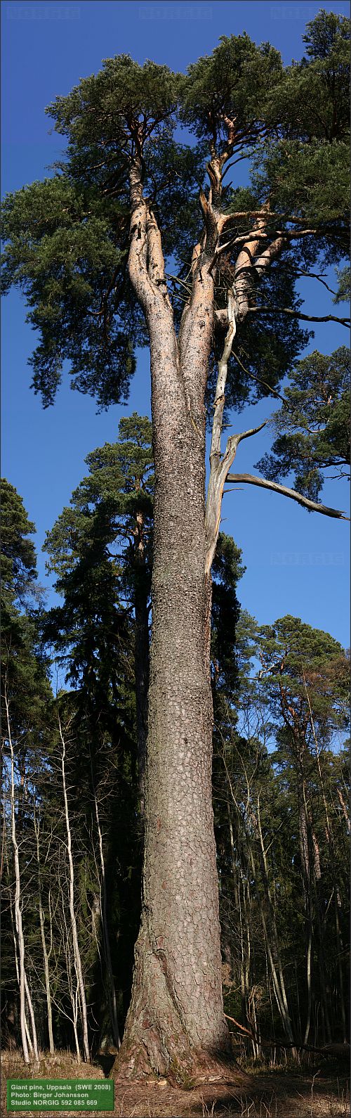 Jättetall (Pinus sylvestris)