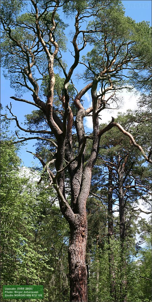 Jättetall (Pinus sylvestris)