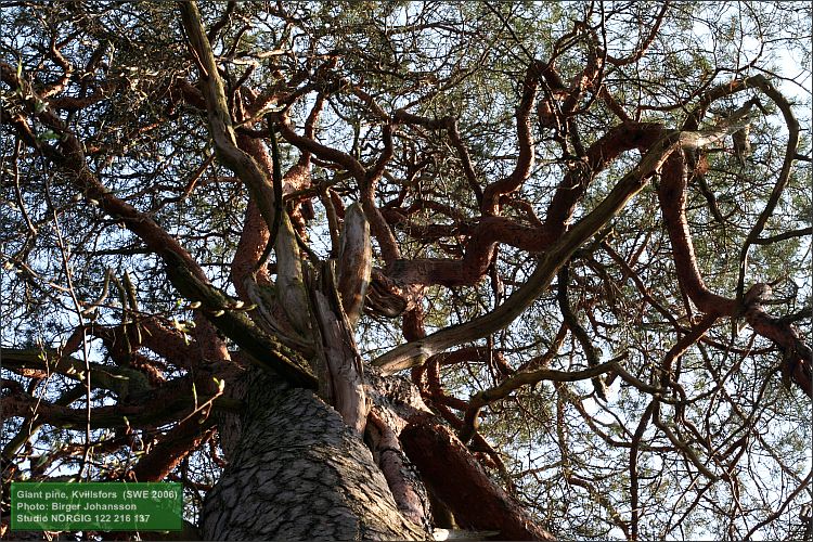 Tallkrona (Pinus sylvestris)