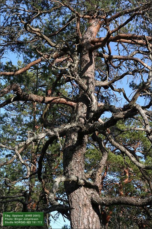 Tall (Pinus sylvestris)