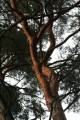 Tallgrenar (Pinus sylvestris)