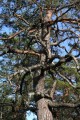 Tall (Pinus sylvestris)