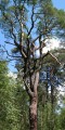 Jättetall (Pinus sylvestris)