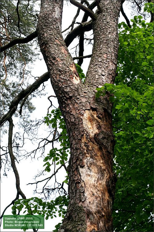 Död tall (Pinus sylvestris)