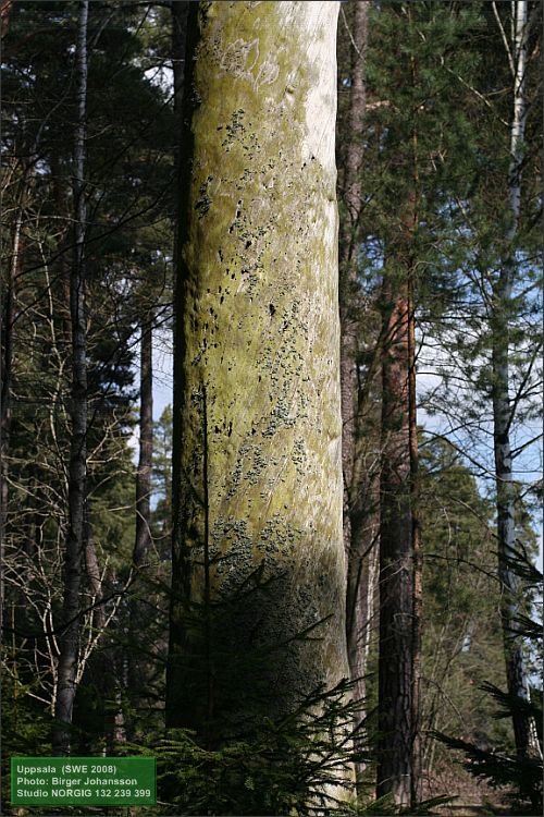 Död tall (Pinus sylvestris)