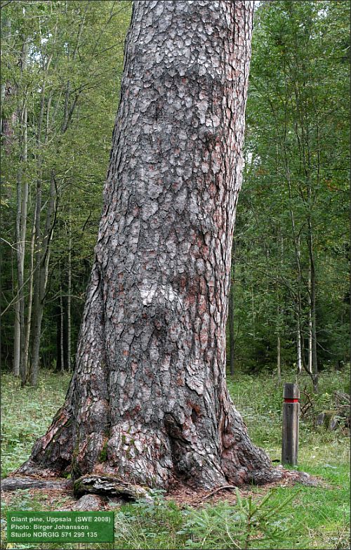 Jättetall (Pinus sylvestris)