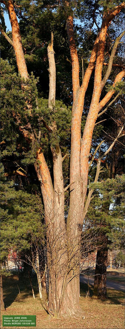 Tall (Pinus sylvestris)