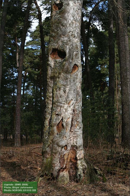 Död tall (Pinus sylvestris)