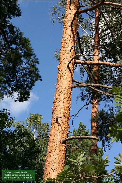 Tallstam (Pinus sylvestris)