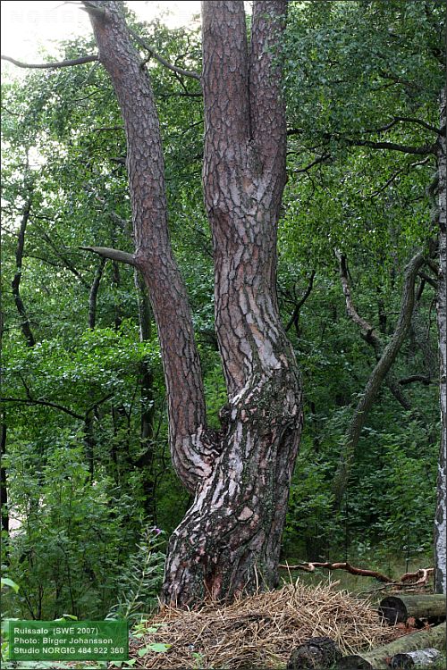 Tall (Pinus sylvestris)