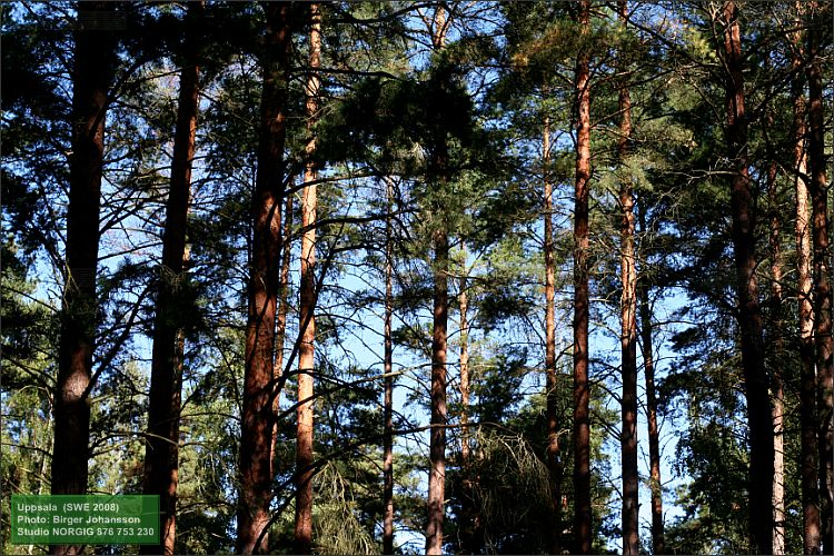 Tallskog (Pinus sylvestris)