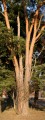 Tall (Pinus sylvestris)