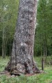 Jättetall (Pinus sylvestris)