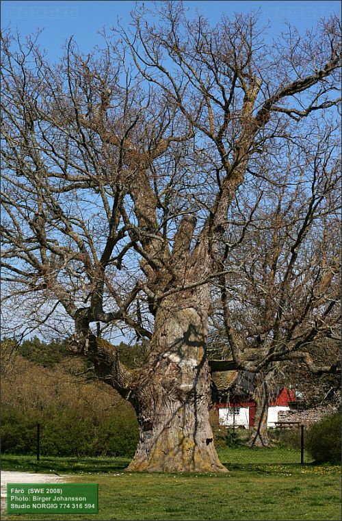 Avaeken på Fårö