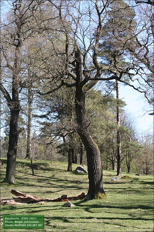 Ek (Quercus robur)