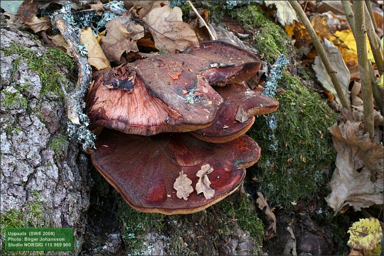 Oxtungsvamp (Fistulina hepatica)