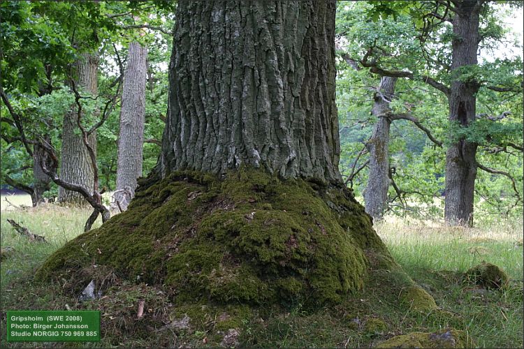 En mossklädd eksockel