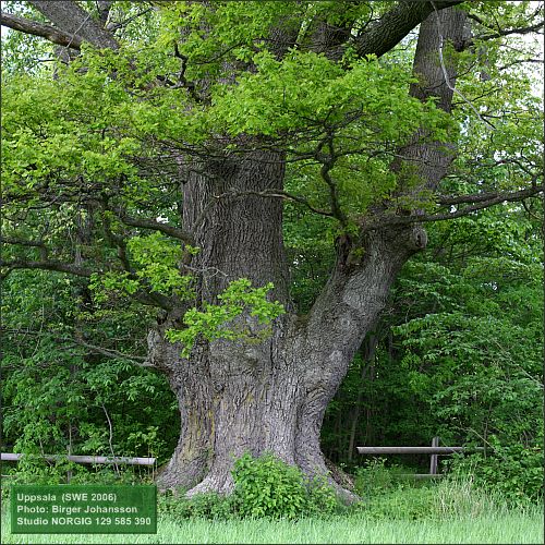 Ek (Quercus robur)